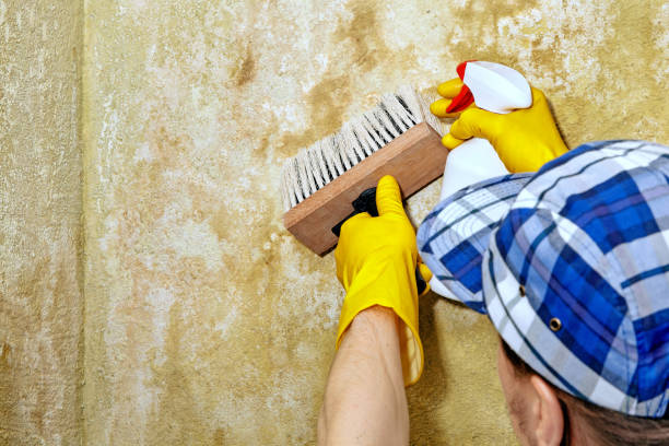 Mold Documentation for Insurance Claims in Irvine, CA